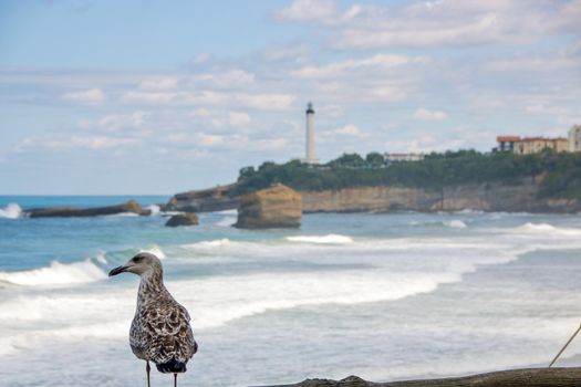 A seagull watching over  la grande plage, the great beach of Biarritz, Pyrenees-Atlantiques, France, in summer.