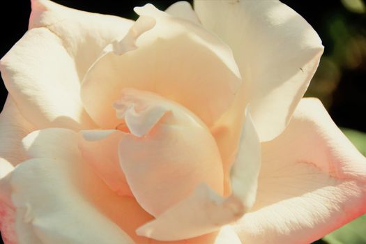 beautiful pink rose in tete d'or garden at Lyon 