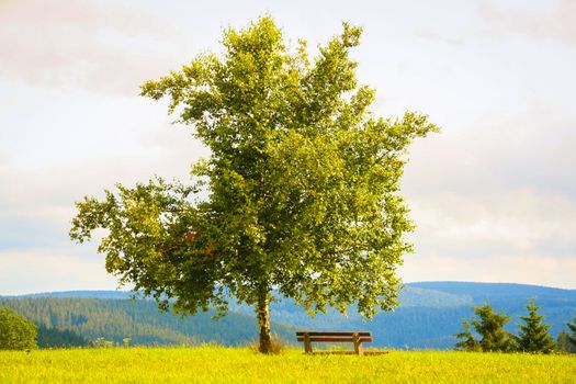 Lonely tree in a green field in the black forest, Germany