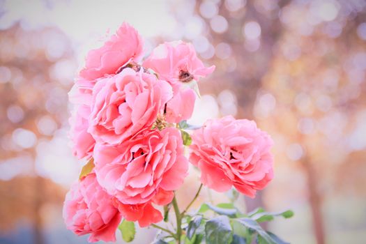 beautiful pink rose in tete d'or garden at Lyon 