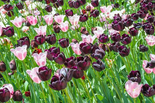 tulips blooming in Pralormo's castel,  Turin, Piemonte, Italy