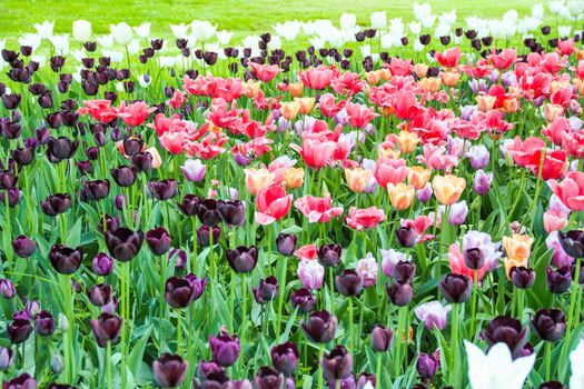 tulips blooming in Pralormo's castel,  Turin, Piemonte, Italy