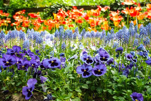 tulips blooming in Pralormo's castel,  Turin, Piemonte, Italy