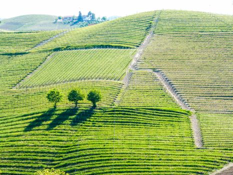 Landscape of langhe, Piedmont, Italy