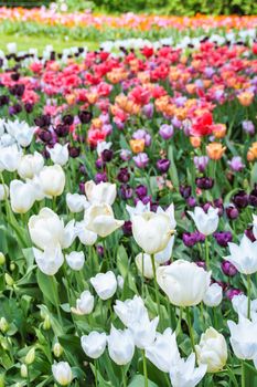 tulips blooming in Pralormo's castel,  Turin, Piemonte, Italy