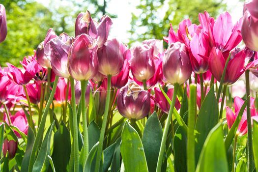 tulips blooming in Pralormo's castel,  Turin, Piemonte, Italy
