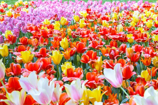 tulips blooming in Pralormo's castel,  Turin, Piemonte, Italy