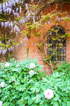 wisteria and flowers agains ta brick wall