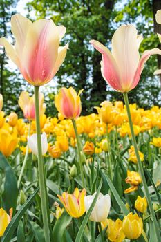 tulips blooming in Pralormo's castel,  Turin, Piemonte, Italy