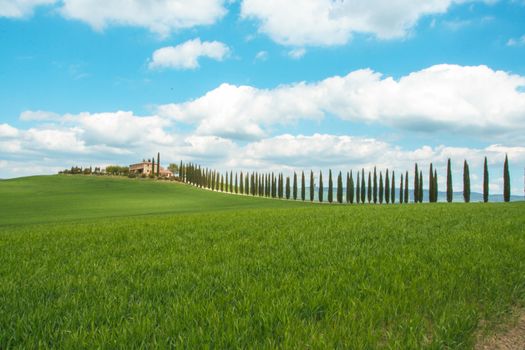Landscape of tuscan countryside, Val d'Orcia, Siena