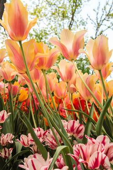 tulips blooming in Pralormo's castel,  Turin, Piemonte, Italy