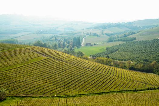 Landscape of langhe, Piedmont, Italy