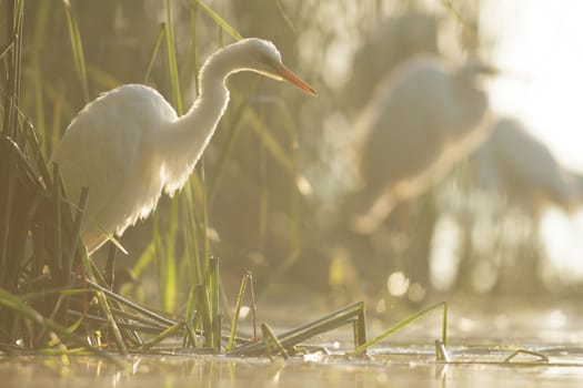 wild bird in natural habitat, nature series