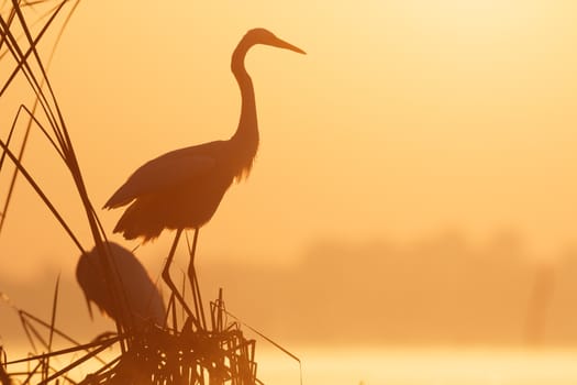 wild bird in natural habitat, nature series