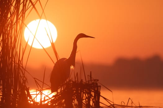 wild bird in natural habitat, nature series