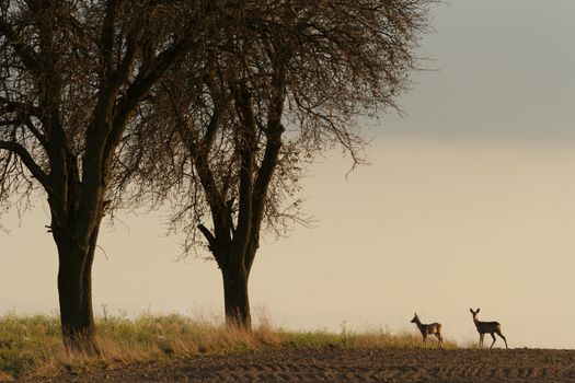 deer over the forest background in sunny day, nature series