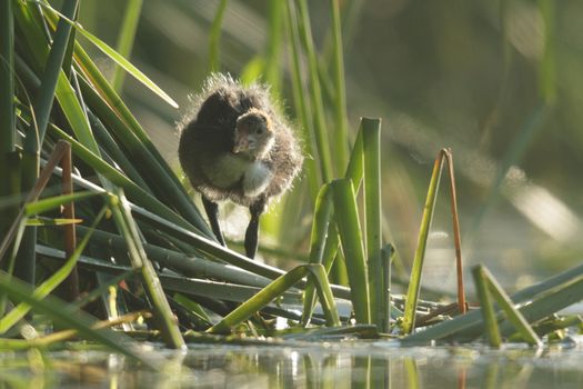 wild bird in natural habitat, nature series