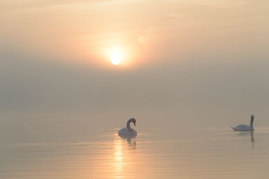 swan on blue lake in sunny day, swans on pond, nature series