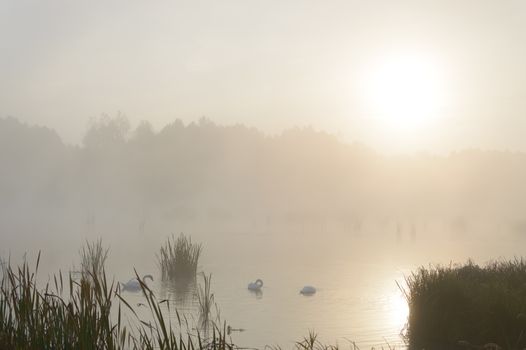 swan on blue lake in sunny day, swans on pond, nature series