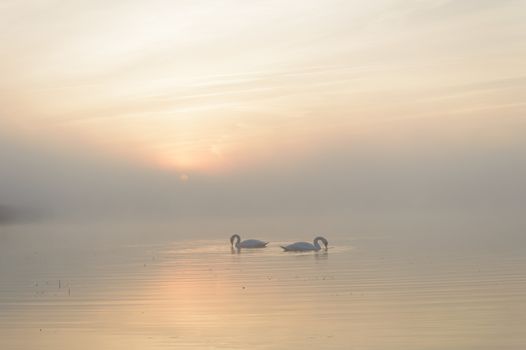 swan on blue lake in sunny day, swans on pond, nature series