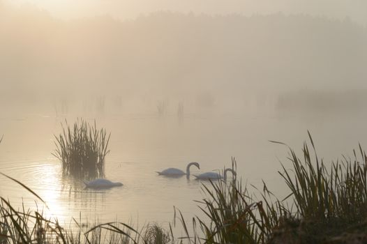 swan on blue lake in sunny day, swans on pond, nature series