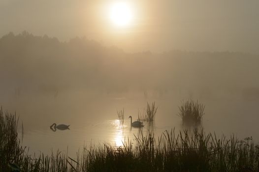 swan on blue lake in sunny day, swans on pond, nature series