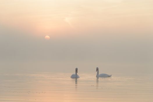 swan on blue lake in sunny day, swans on pond, nature series