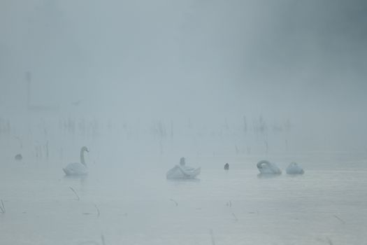 swan on blue lake in sunny day, swans on pond, nature series