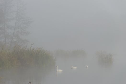 swan on blue lake in sunny day, swans on pond, nature series