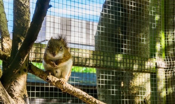 cute and adorable american red squirrel sitting on a tree branch