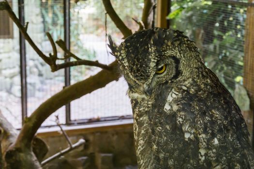 beautiful wildlife bird portrait of a eurasian eagle owl in closeup