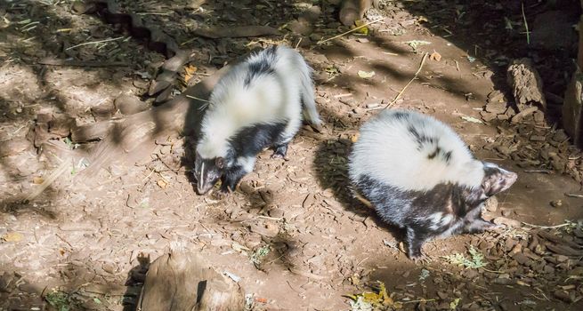 two black and white striped common skunks standing together wild animals from canada
