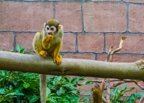 adorable common squirrel monkey sitting on a branch sucking his thumb