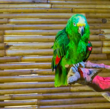 vibrant green and colorful yellow naped amazon parrot a closeup animal portrait of a endangered bird