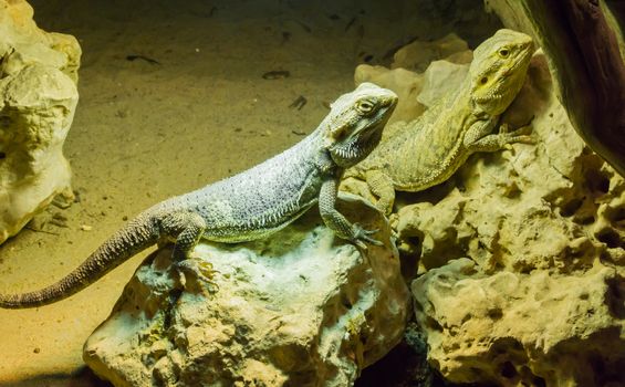 two horned lizards together in the terrarium giving a mirror effect