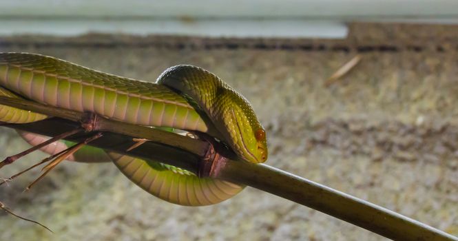 green chinese bamboo viper snake with a red eye coiled up on a bamboo branch a dangerous and venomous reptile from Asia