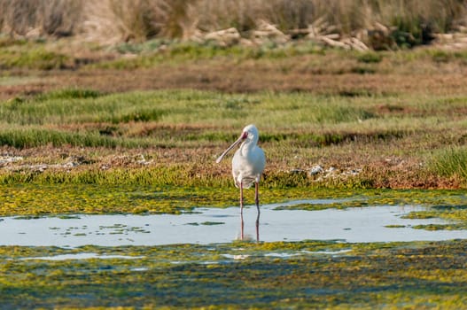 An African spoonbill, Platalea alba, at the Geelbek Bird Hide on the Langebaan Lagoon on the Atlantic Ocean coast of the Western Cape Province