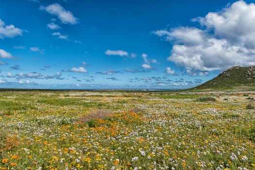 Wild flowers at Postberg near Langebaan on the Atlantic Ocean coast in the Western Cape Province. Chalets and Vondeling Island are visible