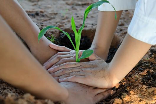 Human hands planting the young tree while working in the garden