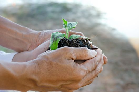 Human hands helping holding protection young plant , concept save the world