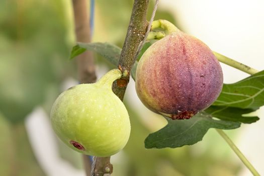 Fresh Figs fruit  hanging on the branch of tree