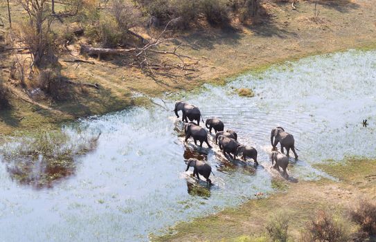 Elephant family crossing water in the Okavango delta (Botswana), aerial shot