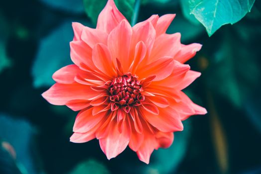 Dahlia Flower beautiful nature Isolated in garden