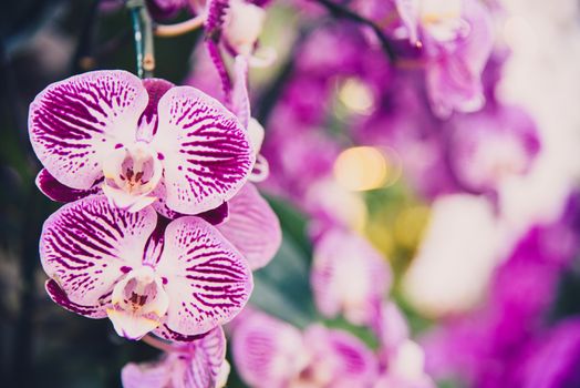 Purple orchid in the garden