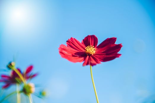 Red cosmos bloom in the garden with sky in the background.