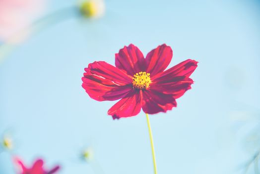 Red cosmos bloom in the garden with sky in the background.