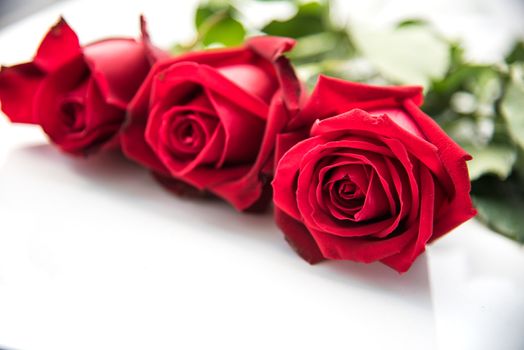 The red roses are placed on a white background 