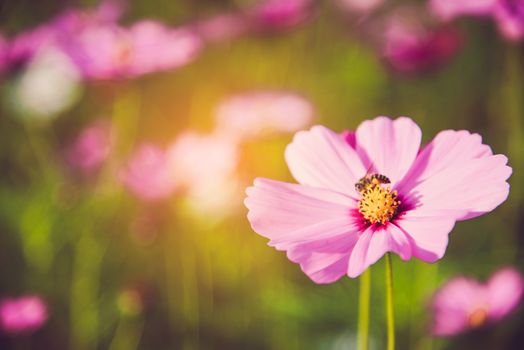 Pink cosmos bloom in the garden is beautiful