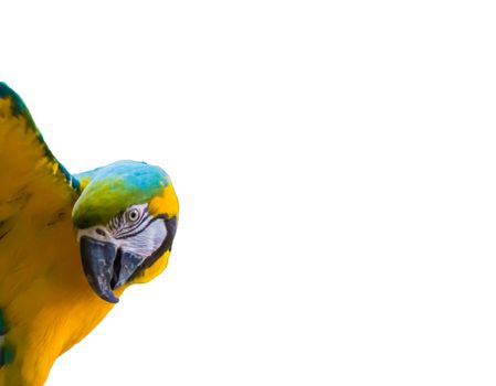 colorful blue and yellow macaw parrot with open wings isolated on a white background