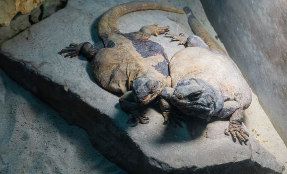 two yellow and grey colored egyptian lizards close together on a rock, reptile friendship and bonding